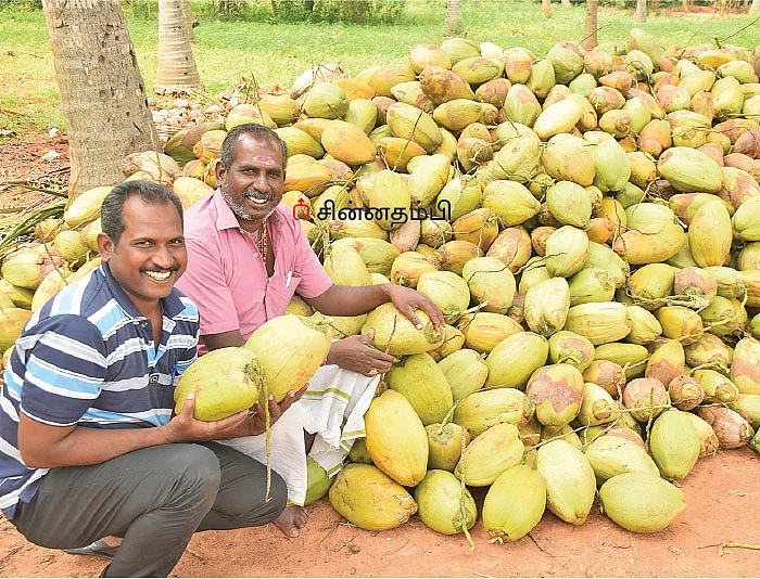 அன்று 56 காய்கள்... இன்று 180 காய்கள்! - தென்னையைச் செழிக்க வைத்த இயற்கைத் தொழில்நுட்பங்கள்!