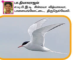 சுட்டி ஸ்டார் நியூஸ்...