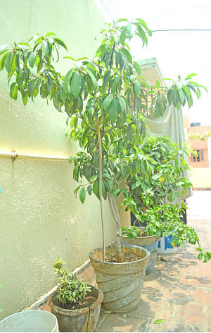 வீட்டுக்குள் விவசாயம் - 19
