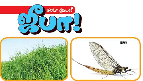 மை டியர் ஜீபா !