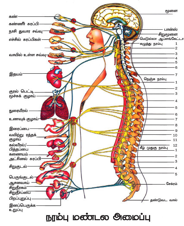 உச்சி முதல் உள்ளங்கால் வரை - வெர்ஷன் 2.0 - 13
