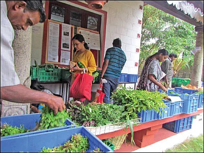 விளையும் விலையும்! - சந்தைக்கு வழிகாட்டும் தொடர் - 16
