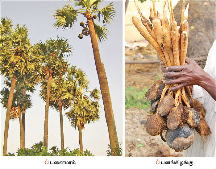மரம் செய விரும்பு! - 20 - பனை கொடுக்கும் பயன்கள்!