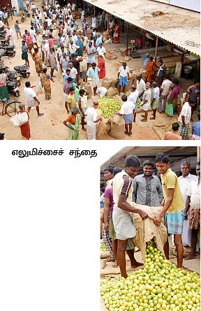 தினசரி வருமானத்துக்கு 'நாட்டு’ எலுமிச்சை...