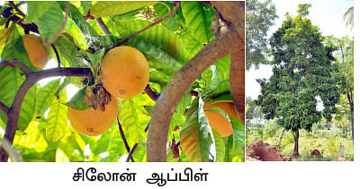 மரத்தடி மாநாடு: அயிரை மீன், ஆயிரம் ரூபாய்!
