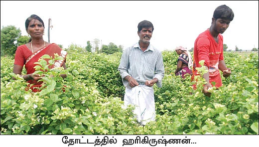 வளமான வருமானம் கொடுக்கும் முல்லைப் பூ!