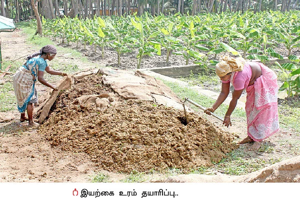 நெல், வாழை, தென்னை, கால்நடை... தபோவனத்தில் தழைக்கும் விவசாயம்!