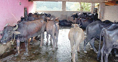 ஏற்றம் கொடுக்கும் எருமைகள்...