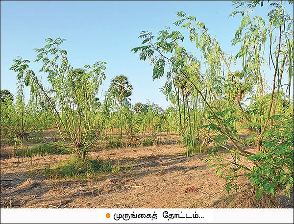 குஷியான வருமானம் கொடுக்கும் குருஷ் முருங்கை... ஆண்டுக்கு ரூ. 19,80,000 லாபம்!