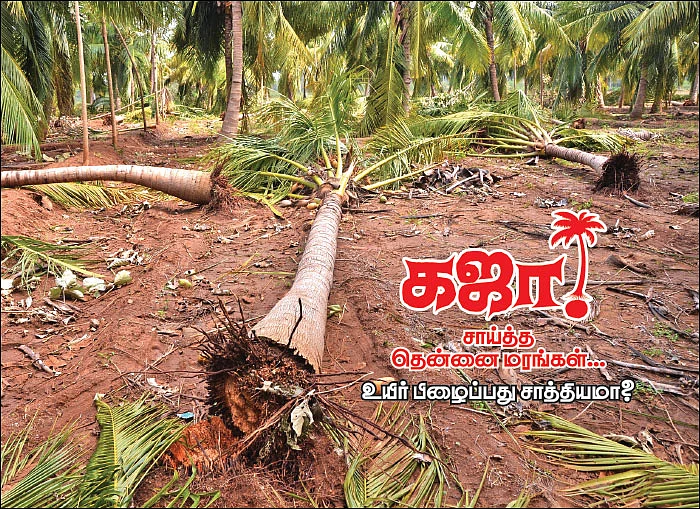 கஜா சாய்த்த தென்னை மரங்கள்... உயிர் பிழைப்பது சாத்தியமா?