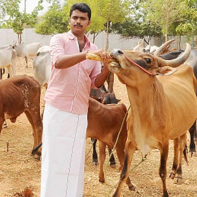 பஞ்சகவ்யா! - 18 - தினமும் 20 லிட்டர் பால்... மாதம் ரூ.60 ஆயிரம் வருமானம்!