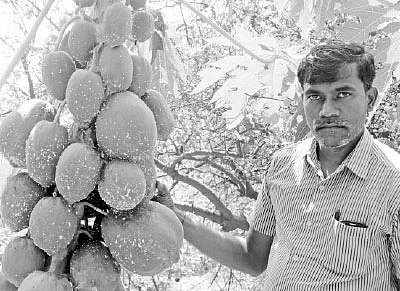 ஏக்கருக்கு 3 லட்சத்து 40 ஆயிரம் ரூபாய் லாபம்... பழுதில்லாமல் லாபம் கொடுக்கும் பப்பாளி!