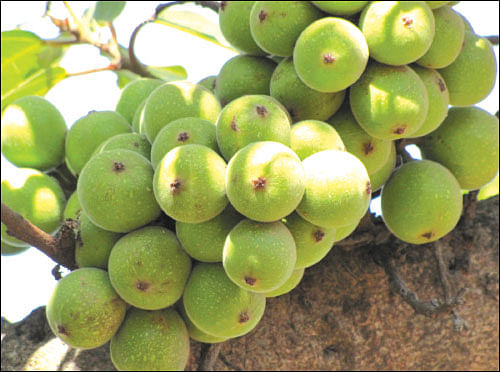 நல்லனவெல்லாம் தரும் நாட்டுக்காய்கறிகள்