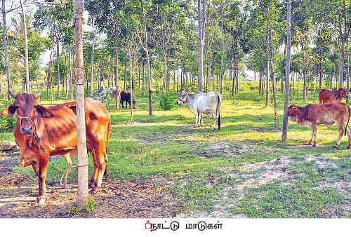 நீங்கள் கேட்டவை: தழை, மணி, சாம்பல்... நாட்டு மண்புழுக்கள் தரும் நல்ல சத்துக்கள்!