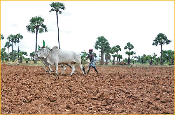 பயன்பாட்டுக்கு வராத ‘பலே’ பாக்டீரியாக்கள்! - உதவிக்கு வரும் உயிரியல் - 13