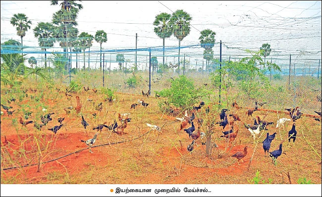 பணம் குவிக்கும் பண்ணைத்தொழில்கள்! - 2 - 380 தாய்க்கோழிகள்... 40 சேவல்கள்... மாதம் ரூ. 2,25,000 - நல்ல லாபம் கொடுக்கும் நாட்டுக்கோழிகள்!