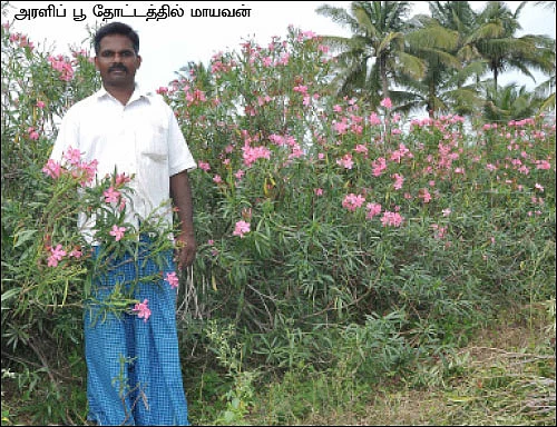 ஆண்டு முழுவதும் வருமானம்... அதிக பாடு இல்லாத அரளி...!