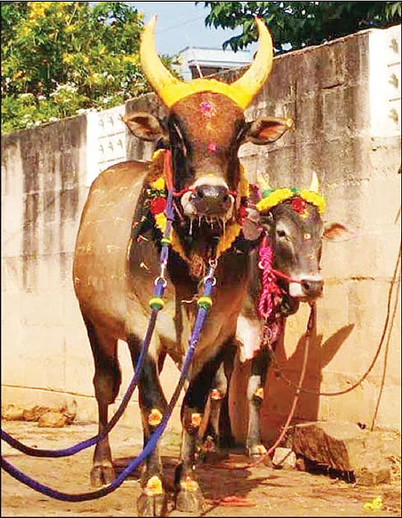 அடங்காதவன்... அசராதவன்!