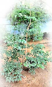 ஆரோக்கியம் அருளும் ஆலய விருட்சங்கள்!