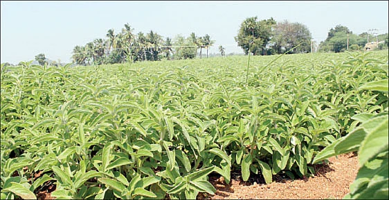 ஒரு ஏக்கர்... 5 மாதம்... 77 ஆயிரம் லாபம்...