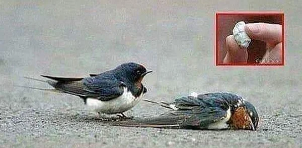 சூயிங்கம் சாப்பிட்டு உயிரிழக்கும் சிட்டுக்குருவிகள்!