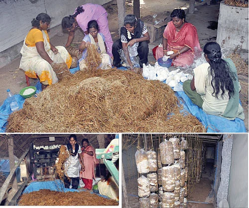 காளான் வளர்க்கலாம்... காசு பாரக்கலாம்!
