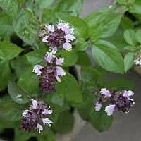 முகப்பரு விரட்டும் திருநீற்றுப் பச்சிலை!