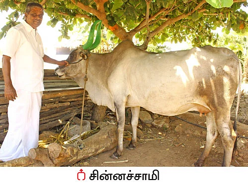 மானாவாரியில் பனிவரகு...