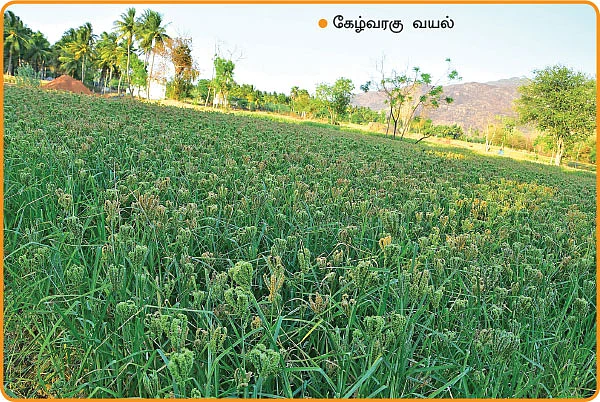 சிறுதானியச் சாகுபடிக்கு ஏற்ற சித்திரை மாதம்!