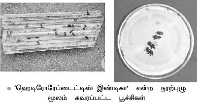 கூன்வண்டுகளின் எமன், பெவேரிய பாஸியானா!