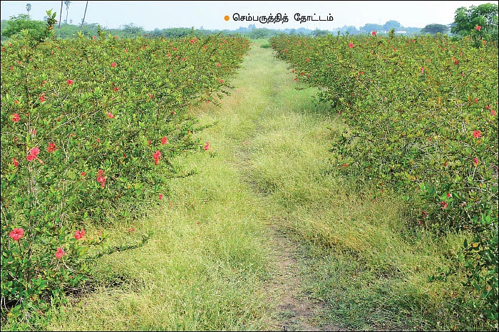மூன்றரை ஏக்கரில் ரூ. 3,48,000... செழிப்பான வருமானம் தரும் செம்பருத்தி..!