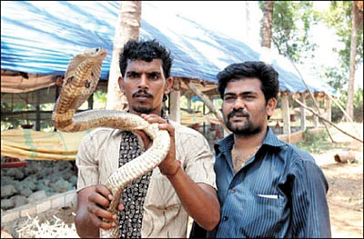 ஆடு பாம்பே... விளையாடு பாம்பே!