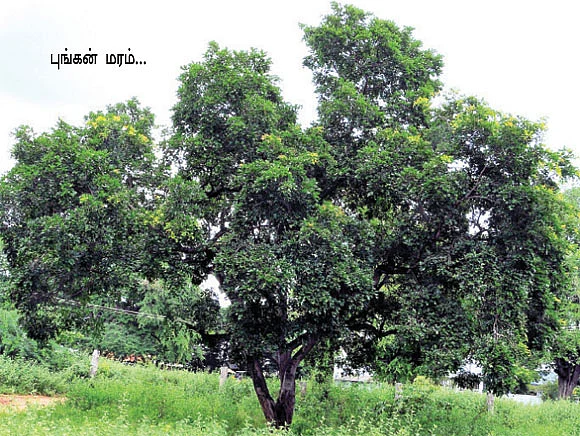 ஏக்கருக்கு 3 லட்சம்...