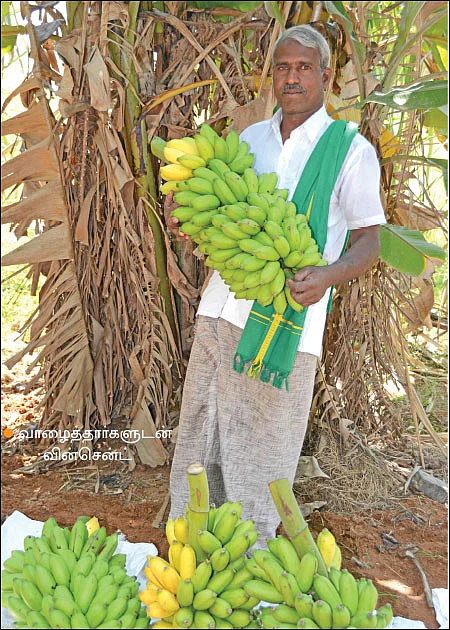 வளமான வருமானம் கொடுக்கும் வாழை... - ஆண்டு முழுவதும் அறுவடை!