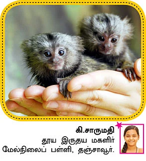 சுட்டி ஸ்டார் நியூஸ்...