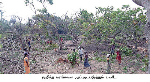 முதல்வரின் மரம் வெட்டும் திட்டம்...