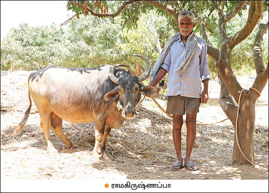 புரஜோஸ்டிரான் பஞ்சு... ஆடு, மாடுகளைச் சினைக்கு வர வைக்கும் தொழில்நுட்பம்!