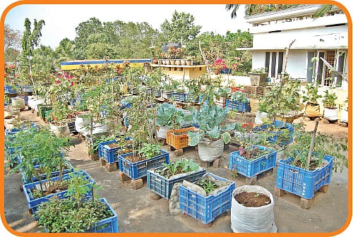 வீட்டுத்தோட்டம், மாடித்தோட்டத்தை எப்போது அமைக்கலாம்?