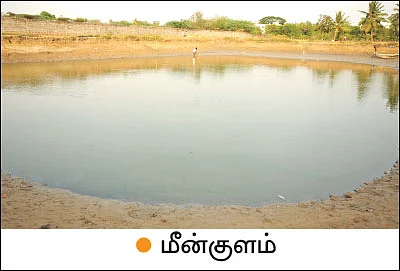 கலக்கலான வருமானம் தரும் கலப்புப் பயிர்கள்!