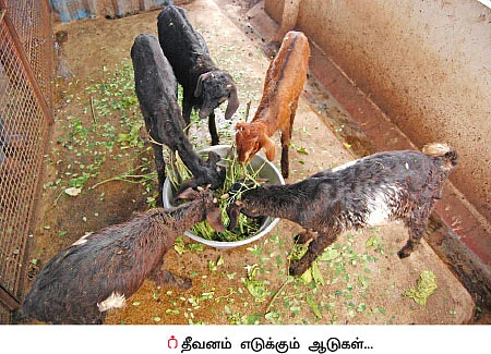 ஆண்டுக்கு ரூ 60 ஆயிரம் வருமானம்!