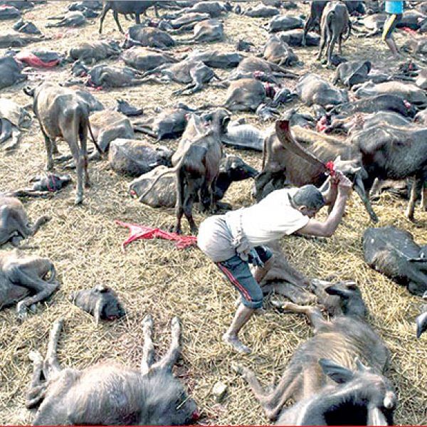 மாட்டிறைச்சி விவகாரம்... கோர்ட் சொன்னது ஒன்று... அரசு செய்தது வேறொன்று!