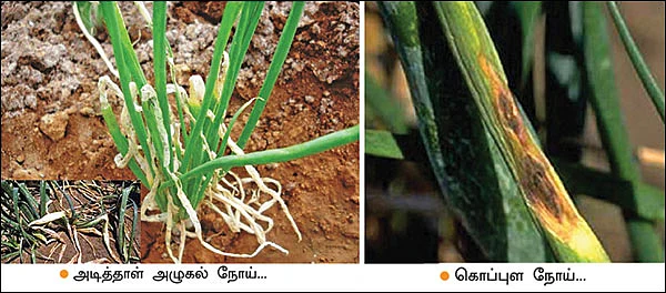 வெகுமதி கொடுக்கும் வெங்காயம்... நடவு முதல் அறுவடை வரை!