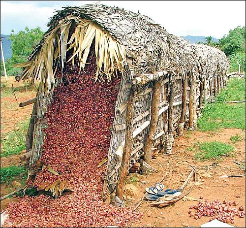 வெகுமதி கொடுக்கும் வெங்காயம்... நடவு முதல் அறுவடை வரை!