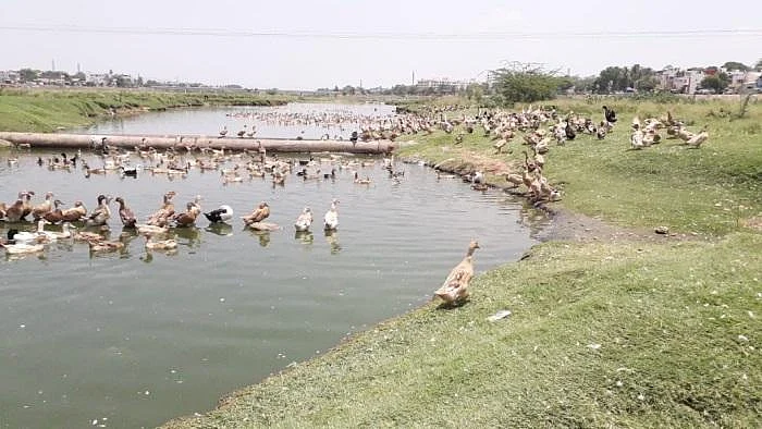 'நீர்நிலைகள் அழிவு, வாத்து வளர்ப்புக்கான பேராபத்து!' வைகையில் வாத்து மேய்க்கும் இளைஞர்