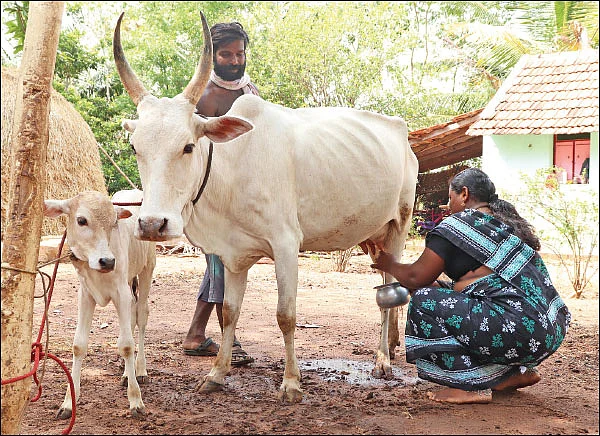 வாட்டும் வெயில்... பால் உற்பத்தியை அதிகரிக்கும் வழிகள்!