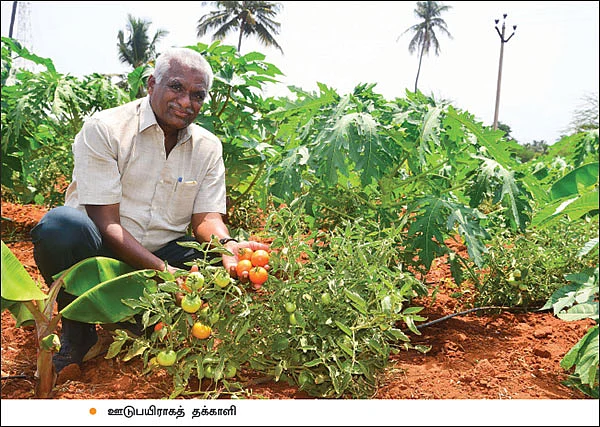 பாலேக்கர் முறையில் ஐந்தடுக்குச் சாகுபடி! - 2 ஏக்கர் 30 சென்ட்… ஆண்டுக்கு ரூ. 10 லட்சம்