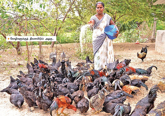 செம்மறி ஆடுகள்... கடக்நாத் கோழிகள்... கறவை மாடுகள்... மாதம் ரூ.80,000 வருமானம்!
