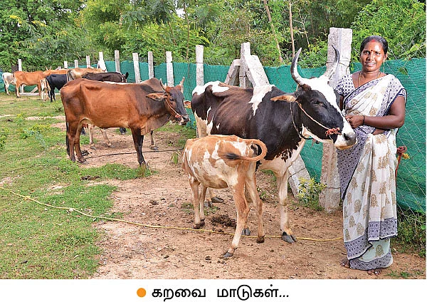 செம்மறி ஆடுகள்... கடக்நாத் கோழிகள்... கறவை மாடுகள்... மாதம் ரூ.80,000 வருமானம்!