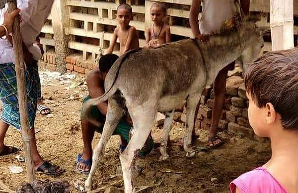 அழகு, ஊட்டச்சத்து, இளமை... பணத்தைக் கொட்டிக் கொடுக்கும் கழுதைப்பால் பிசினஸ்!