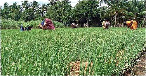 வெகுமதி கொடுக்கும் வெங்காயம்... நடவு முதல் அறுவடை வரை!